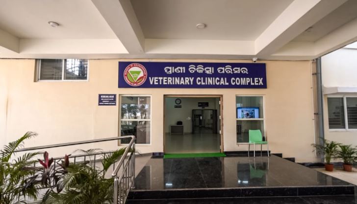Stray Cow Hit-and-Run Victim Recovers at SOA Veterinary Complex in Bhubaneswar